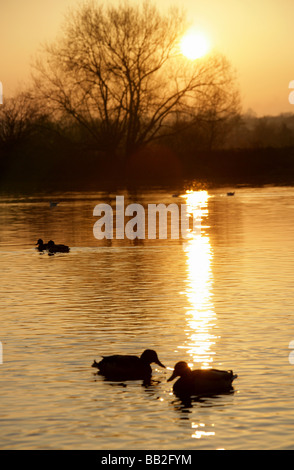 Von Chester, England. Ruhige Sonnenuntergang Szene der Enten auf dem Fluss Dee mit Chester Wiesen im Hintergrund abhebt. Stockfoto