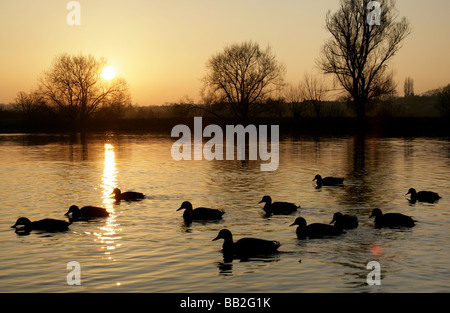 Von Chester, England. Ruhige Sonnenuntergang Szene der Enten auf dem Fluss Dee mit Chester Wiesen im Hintergrund abhebt. Stockfoto