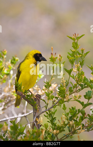 Südlichen maskiert Webervogel, Ploceus Velatus, "Südafrika" Stockfoto