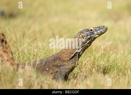 Großen Komodo-Warane sind dafür bekannt, auch die wilden Pferde angreifen, die auf Rinca Insel Komodo Archipilego gefunden werden Stockfoto