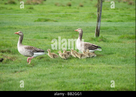 Graylag Gans mit Küken Stockfoto