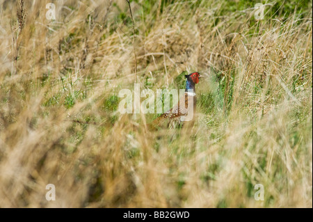 Gemeinsamen Fasan Phasianus Colchicus), Vogel Stockfoto