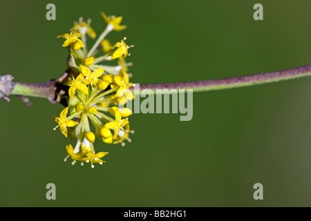 Cornus Mas, Cornelian Cherry. Blume-Detail. UK Stockfoto