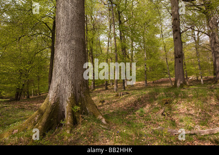 UK Gloucestershire Forest of Dean Parkend Buche Wald Stockfoto