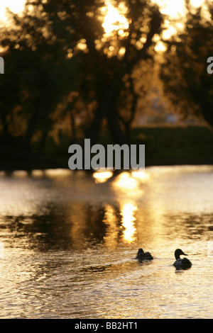 Von Chester, England. Ruhige Sonnenuntergang Szene der Enten auf dem Fluss Dee mit Chester Wiesen im Hintergrund abhebt. Stockfoto