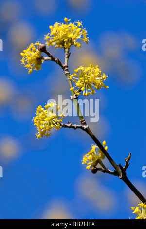 Cornus Mas, Cornelian Cherry. UK Stockfoto