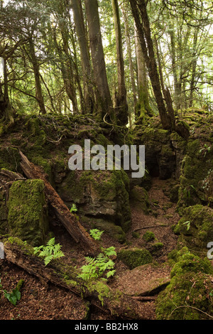 UK Gloucestershire Forest of Dean Lollapalooza Milkwall Puzzlewood große Lambsquay Holz Stockfoto