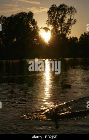 Von Chester, England. Ruhige Sonnenuntergang Szene der Enten auf dem Fluss Dee mit Chester Wiesen im Hintergrund abhebt. Stockfoto