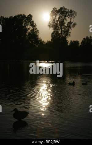 Von Chester, England. Ruhige Sonnenuntergang Szene der Enten auf dem Fluss Dee mit Chester Wiesen im Hintergrund abhebt. Stockfoto