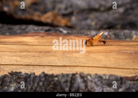 Rote Waldameisen Stockfoto