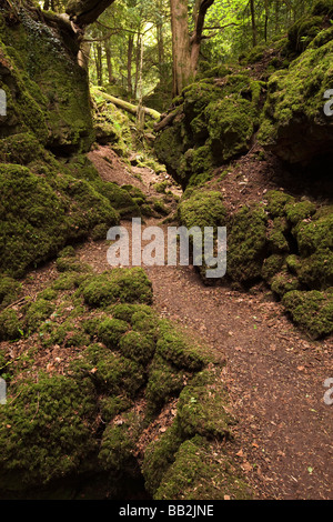 UK Gloucestershire Forest of Dean Lollapalooza Milkwall Puzzlewood große Lambsquay Holz Stockfoto