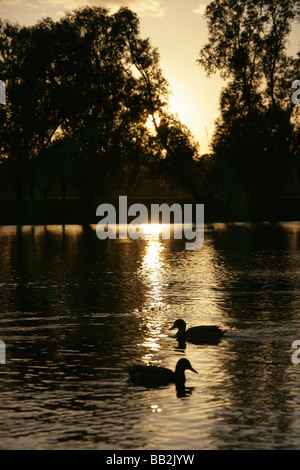 Von Chester, England. Ruhige Sonnenuntergang Szene der Enten auf dem Fluss Dee mit Chester Wiesen im Hintergrund abhebt. Stockfoto