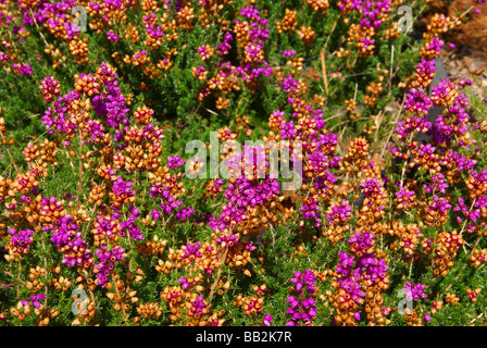 Lila Heidekraut Blumen detail Seattle Garten Pacific Northwest Stockfoto