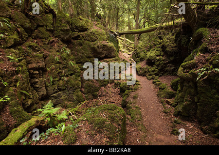 UK Gloucestershire Forest of Dean Lollapalooza Milkwall Puzzlewood große Lambsquay Holz Stockfoto