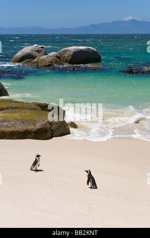 Pinguine am "Boulders Beach", "Simons Town", "Südafrika" Stockfoto