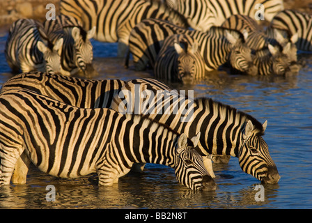Zebras trinken am frühen Morgen am Wasserloch von Okaukuejo Etosha Park, Namibia. Stockfoto