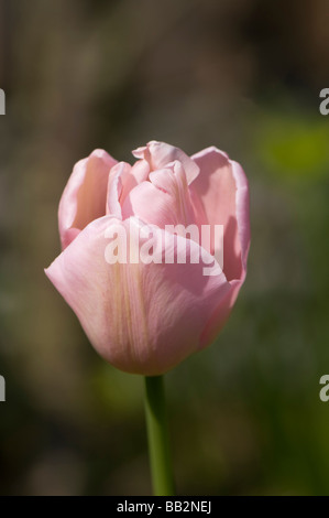 Nahaufnahme von blass rosa Tulipa Esther Stockfoto