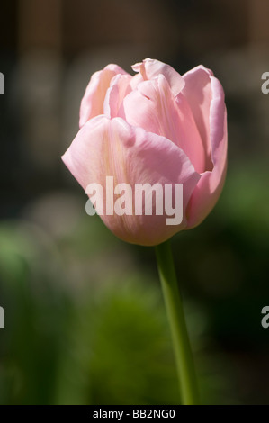 Nahaufnahme von blass rosa Tulipa Esther Stockfoto