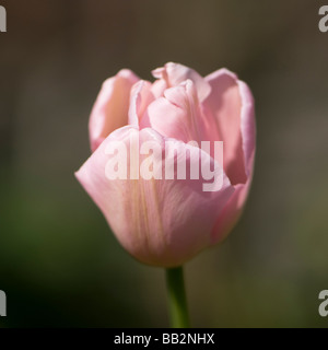 Nahaufnahme von blass rosa Tulipa Esther Stockfoto