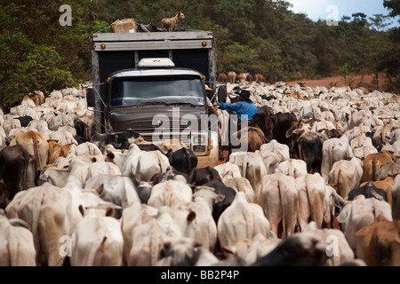 Herde von Rindern BR 163 Cuiabá Santarém Straße im Süden Para Staat Amazonas Brasilien Stockfoto