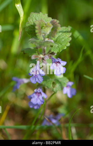 Ground Ivy, Glechoma hederacea Stockfoto