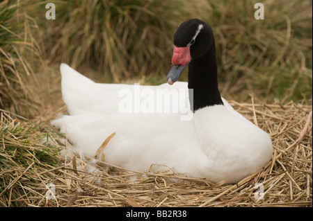 Schwarz-Necked Schwan Inkubation von Eiern, saß auf ihrem nest Stockfoto