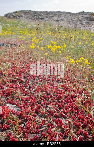 Die Weiße Fetthenne (Sedum Album) auf dem Coirón-Plateau in Ardeche (Frankreich). Orpin Blanc Sur le plateau du Coirons, En Ardèche. Stockfoto