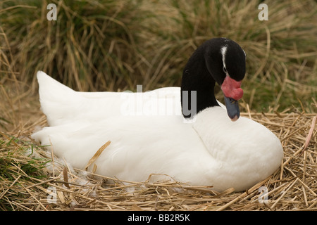 Schwarz-Necked Schwan Inkubation von Eiern, saß auf ihrem nest Stockfoto