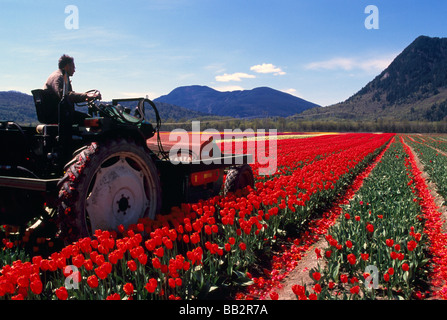 Landwirt schneiden Tulpen im Feld für Leuchtmittel Wachstum bei Tulip Lampe Bauernhof in der Fraser Valley des südwestlichen British Columbia Kanada Stockfoto