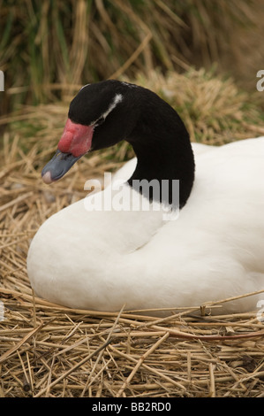 Schwarz-Necked Schwan Inkubation von Eiern, saß auf ihrem nest Stockfoto