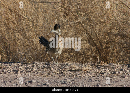 Roadrunner, New Mexico, USA Stockfoto