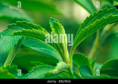 Stevia-Pflanze, natürlicher Süßstoff. Stockfoto