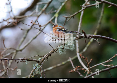 Buchfink Vogel, Landschaft, saß am Ast des Baums, Fringilla coelebs Stockfoto