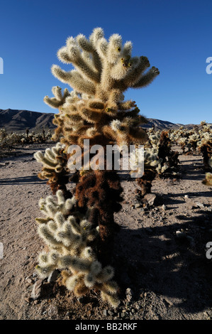 Cholla Cactus Opuntia Bigelovii springen Teddy Bear Cholla Cactus Garden Joshua Tree National Park california Stockfoto