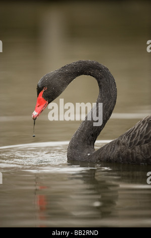 Black Swan auf See Stockfoto