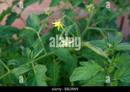 Diese Foto zeigt Blüten an einer Tomaten-Rebe. Sie sind sicher zu weichen, saftigen, roten und saftige Tomaten. Stockfoto