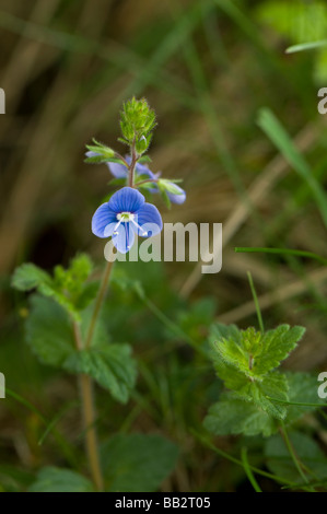 Gamander-Ehrenpreis, Veronica Chamaedrys wildwachsenden neben der Cotswolds-Weg Stockfoto