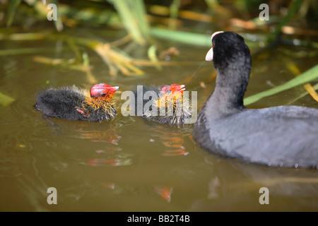 Eurasische Blässhuhn Fulica Atra, schwarze Wasservogel mit jungen Küken Stockfoto