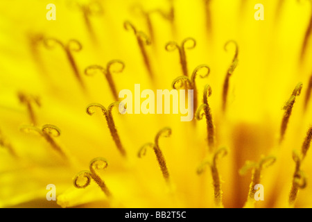 gelbe Blume Löwenzahn enge uo Stockfoto