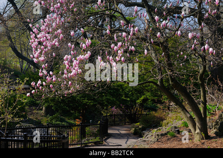 Rosa Blüten in eine Untertasse Magnolia Soulangiana Baum entlang eines Pfades im High Park Toronto im Frühjahr Stockfoto