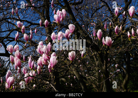 Ansammlung von Blumen auf eine Untertasse Magnolia Soulangiana Baum vor einem blauen Himmel im High Park Toronto im zeitigen Frühjahr Stockfoto