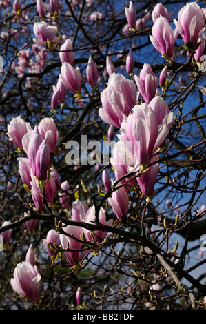 Nahaufnahme von rosa Blüten eine Untertasse Magnolienbaum im High Park Toronto im Frühjahr Stockfoto