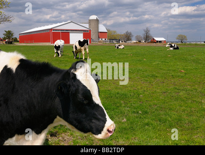 Großaufnahme eines Gesichts einer Holstein Kuh unter einer Herde auf einem Milchviehbetrieb mit roten Scheune in Toronto Stockfoto