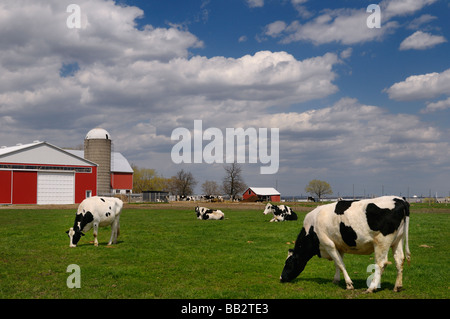 Herde von Holsteiner Milchkühe in einer Farm Weide mit einer großen roten Scheune Vaughan, Ontario Stockfoto