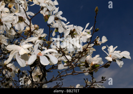 Weiße Blüten in einem Magnolia Leobneri Baum vor einem blauen Himmel im frühen Frühjahr Humber College Arboretum Toronto Stockfoto