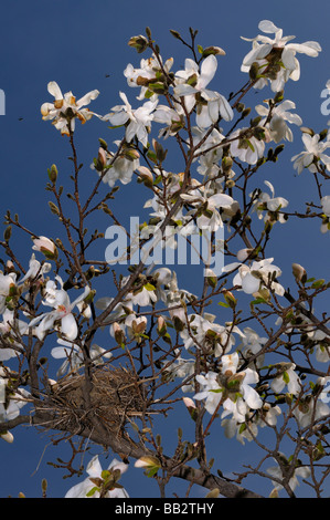 Weiße Blüten eines Baumes Magnolia Leobneri vor blauem Himmel mit einem Vogel nisten im frühen Frühjahr Humber College Arboretum Toronto Stockfoto