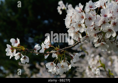 Nahaufnahme eines Zweigs des weißen und rosa Blüten an einen japanischen Kirschbaum im Morgenlicht Prunus Serrulata Sakura Somei-Yoshino im High Park Toronto Stockfoto