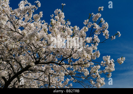 Zweig der japanischen Kirschbaum-Blüten vor blauem Himmel im Frühjahr Prunus Serrulata Sakura Somei-Yoshino im High Park Toronto Stockfoto