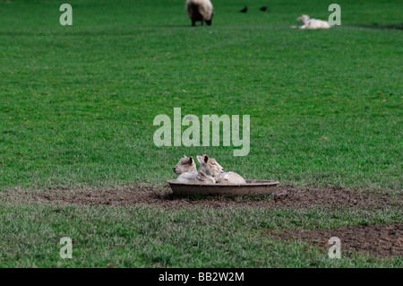 zwei junge Lämmer schlafend in einer Runde Metall Trog in einem grünen Rasen Feld Irland Frühling Stockfoto