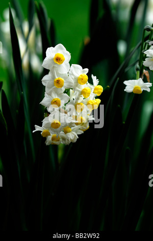 Narzissen Narzisse Minnow weiße Blume Blütenhülle mit gelben Tasse beleuchtet von hellem Sonnenlicht grünen Hintergrund beleuchtet Stockfoto